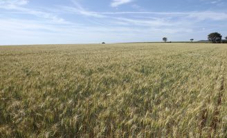 Uma ferramenta para ajudar o produtor a prevenir o risco de brusone no trigo