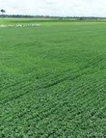 O produtor que faz arrendamento agrícola pode ter crédito gerado de impostos pagos