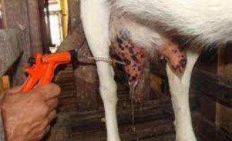 O manejo correto para produzir leite de cabra