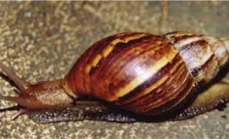 Como controlar o crescimento desordenado do caracol gigante africano