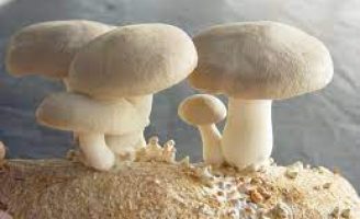 Orientações para produzir cogumelos comestíveis