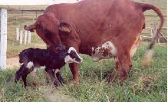 Medidas simples podem ajudar o produtor a reduzir o intervalo de parto das vacas e aumentar a renda da propriedade