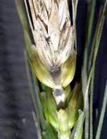 Prejuízo nas plantações de trigo por causa da brusone