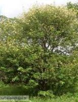 Um dia para lembrar a conservação da natureza