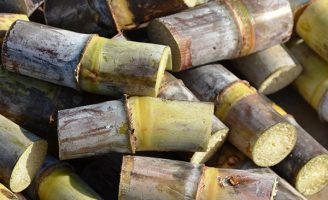 Inoculantes com Fixação Biológica de Nitrogênio diminui doenças na plantação de cana-de-açucar