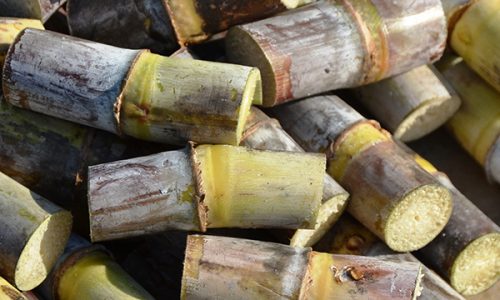 <h2><a href="https://nordesterural.com.br/inoculantes-com-fixacao-biologica-de-nitrogenio-diminui-doencas-na-plantacao-de-cana-de-acucar/">Inoculantes com Fixa&ccedil;&atilde;o Biol&oacute;gica de Nitrog&ecirc;nio diminui doen&ccedil;as na planta&ccedil;&atilde;o de cana-de-a&ccedil;ucar</a></h2>O uso de inoculantes para Fixa&ccedil;&atilde;o Biol&oacute;gica de Nitrog&ecirc;nio (FBN) em cana-de-a&ccedil;&uacute;car pode reduzir em at&eacute; 16% a severidade das doen&ccedil;as foliares que acometem essa cultura. Essa pr&aacute;tica conservacionista j&aacute;