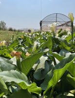Reaproveitamento de água para criação de peixes e produção de plantas ornamentais