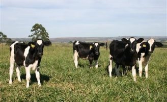 Manejo correto pode fazer os bezerros aumentarem 30 kg de peso na desmama