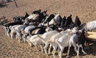 Mais renda para o produtor rural com boas práticas na produção de leite de cabra