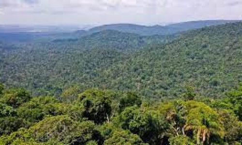 <h2><a href="https://nordesterural.com.br/produtor-rural-sera-recompensado-por-fazer-preservacao-ambiental/">Produtor rural ser&aacute; recompensado por fazer preserva&ccedil;&atilde;o ambiental</a></h2>A partir de outubro de 2021, o produtor rural brasileiro contar&aacute; com um novo t&iacute;tulo para financiar a conserva&ccedil;&atilde;o da parcela de vegeta&ccedil;&atilde;o nativa em sua propriedade. O mercado estimado