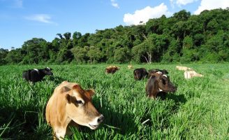 A pecuária brasileira pode se adaptar ao sistema de produção orgânica
