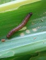 Combate à lagarta do cartucho na plantação de milho ganha ajuda de novo bioinseticida