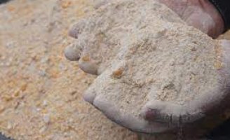 Como suplementar a alimentação de caprinos e ovinos no período da seca