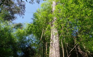 Esforço de manejo para salvar o mogno da extinção nas florestas brasileiras