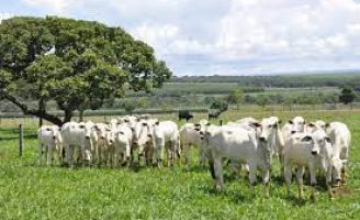 Pesquisa identifica vantagens do sistema de integração lavoura-pecuária para o desenvolvimento das novilhas nelore