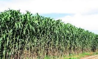 Sorgo forrageiro gigante chega ao mercado com alta produtividade