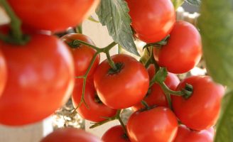 Mais produtividade nas plantações de tomate com uso de bactérias funcionais