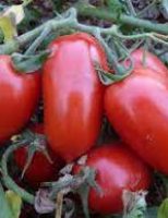 Uma praga que prejudica o cultivo do tomate em várias regiões brasileiras