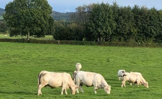 Pasto na França