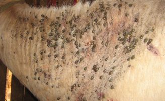 Uma nova técnica de manejo consegue reduzir carrapato-do-boi em 82% sem usar químicos