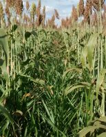 Nova técnica de consórcio de grãos com forrageiras reduz as plantas daninhas no plantio de  soja