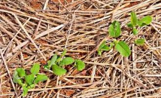 Como aproveitar as palhadas do campo para alimentar o rebanho