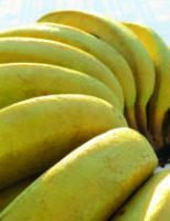 Variedades de banana criadas no Brasil serão utilizadas em plantios da Costa Rica