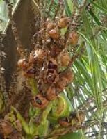 Cuidados com as plantações de coqueiros para evitar a queda de frutos jovens