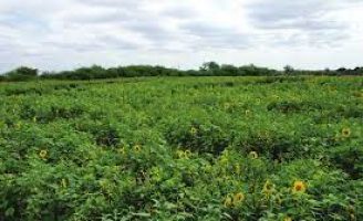 Um coquetel vegetal para combater a salinidade do solo no semiárido