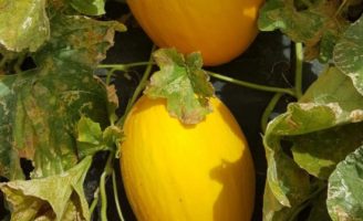 A história do cultivo de melão no Brasil