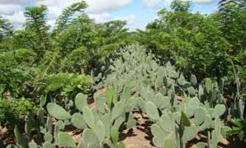 <h2><a href="https://nordesterural.com.br/um-consorcio-reforca-a-alimentacao-do-gado-leiteiro-no-semiarido-uso-de-palma-forrageira-e-gliricidia/">Um cons&oacute;rcio refor&ccedil;a a alimenta&ccedil;&atilde;o do gado leiteiro no semi&aacute;rido: uso de Palma forrageira e gliric&iacute;dia</a></h2>Essas forragens est&atilde;o sendo utilizadas em propriedades rurais pela equipe da Embrapa, no intuito de solucionar problemas de oferta de forragem nas &eacute;pocas mais secas do ano. O projeto Lagos