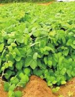 O produtor rural pode melhorar a qualidade da área de plantio usando plantas que enriquecem o solo