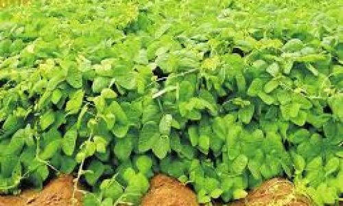 <h2><a href="https://nordesterural.com.br/o-produtor-rural-pode-melhorar-a-qualidade-da-area-de-plantio-usando-plantas-que-enriquecem-o-solo/">O produtor rural pode melhorar a qualidade da &aacute;rea de plantio usando plantas que enriquecem o solo</a></h2>As plantas melhoradoras do solo, por possu&iacute;rem ra&iacute;zes bem ramificadas e profundas, s&atilde;o capazes, tamb&eacute;m, de estabilizarem a estrutura do solo e reciclam nutrientes. Mas quais s&atilde;o essas plantas? Segundo