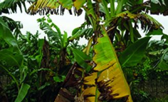 Preocupação com a contaminação da praga murcha de fusarium em plantações de bananas