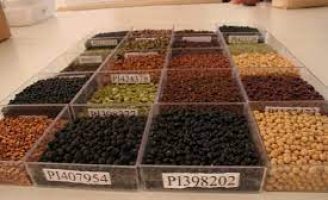 Para o produtor conhecer melhor as novas sementes de soja lançadas pela Embrapa