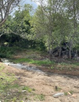 Projeto promove ações de restauração e preservação da Caatinga