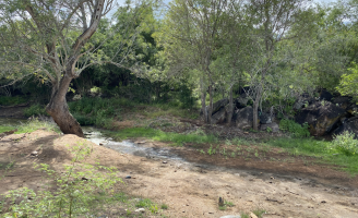 Projeto promove ações de restauração e preservação da Caatinga