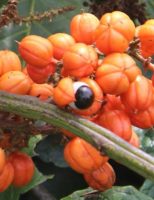Novidade que facilita o plantio de guaraná na propriedade