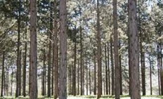 Pesquisadores elaboram estudos de melhoramento genético de pínus no Brasil
