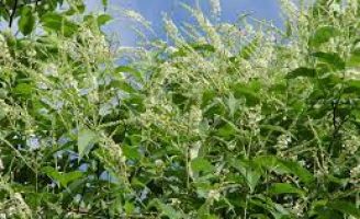 Plantas especiais que facilitam a alimentação de abelhas nativas