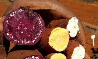 Chegam ao mercado três novas sementes de batata doce coloridas