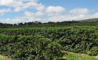 Produção de café no próximo ano deve ser menor do que em 2021