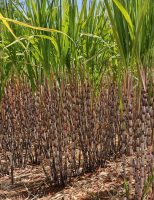 Boas previsões para a produção de cana na safra 2022/23