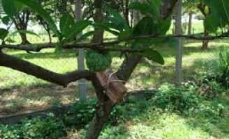 Incentivo à produção orgânica com um projeto que visa restaurar cultivo de frutas nos quintais
