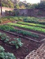 Horta caseira é a solução para quem busca alimento saudável