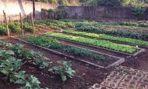 <h2><a href="https://nordesterural.com.br/horta-caseira-e-a-solucao-para-quem-busca-alimento-saudavel/">Horta caseira &eacute; a solu&ccedil;&atilde;o para quem busca alimento saud&aacute;vel</a></h2>Ter uma horta em casa pode ser a sa&iacute;da para ter uma vida mais saud&aacute;vel, pois as hortali&ccedil;as desempenham um papel important&iacute;ssimo na manuten&ccedil;&atilde;o da sa&uacute;de humana. Elas s&atilde;o alimentos