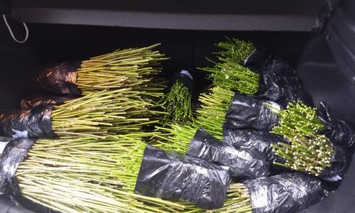 <h2><a href="https://nordesterural.com.br/o-plantio-de-mandioca-tem-uma-nova-tecnica-para-uso-dos-agricultores/">O plantio de mandioca tem uma nova t&eacute;cnica para uso dos agricultores</a></h2>A nova t&eacute;cnica de plantio permite que estacas de apenas 5 gramas e do tamanho de um l&aacute;pis substituam hastes de 50 gramas e mais de 20 cm no plantio