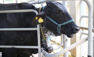 Manejo racional de vacas leiteiras favorece a mais produção de leite e menos emissão de metano