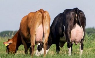 Uma nova raça leiteira mais resistente e produtiva: a ProCross