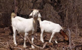 Uma análise detalhada da produção agropecuária no bioma Caatinga